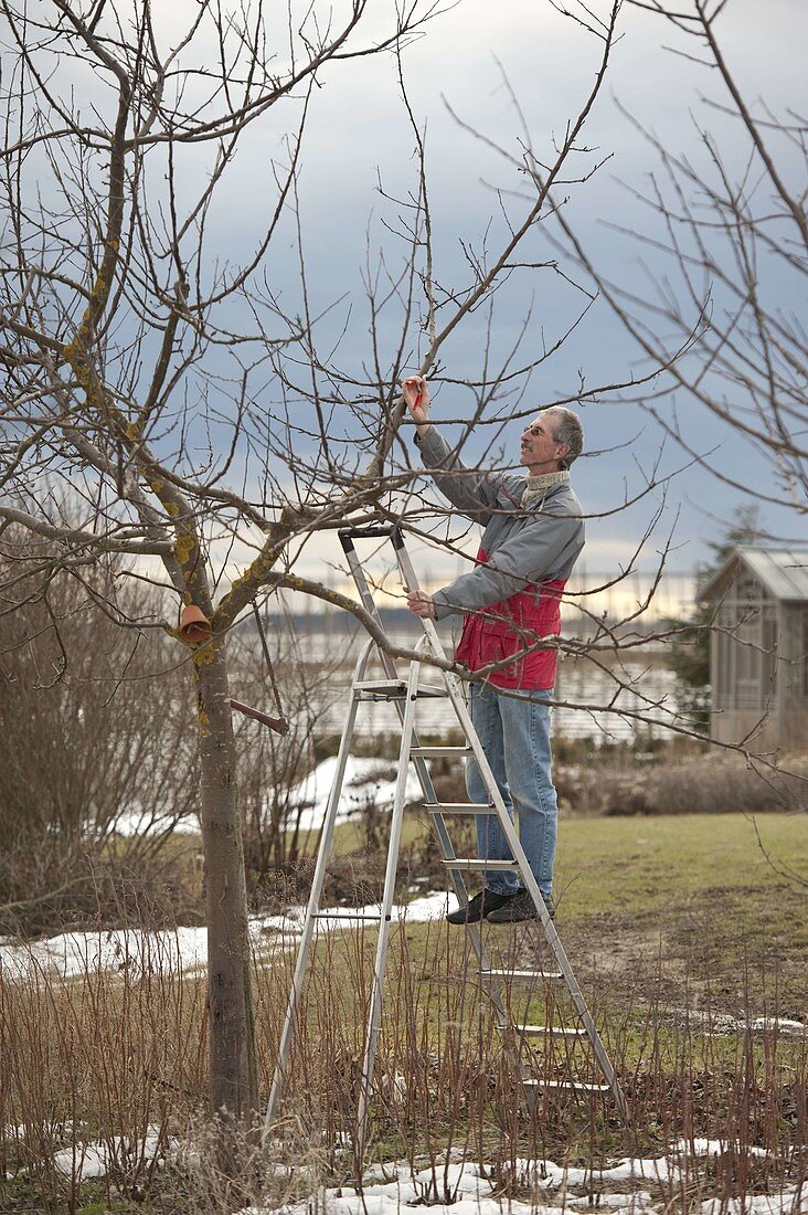 Man pruning in late winter (early spring) malus (apple tree)