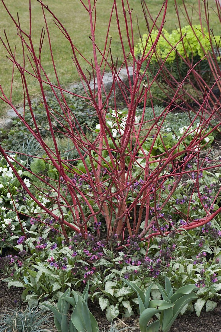 Cornus alba underplanted with Pulmonaria 'Silver Bouquet'