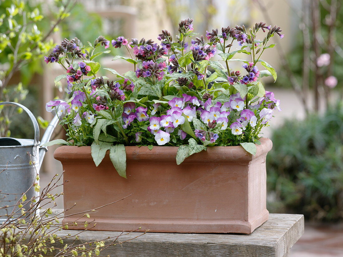 Spring box with Pulmonaria 'Silver Bouquet' (Lungwort)