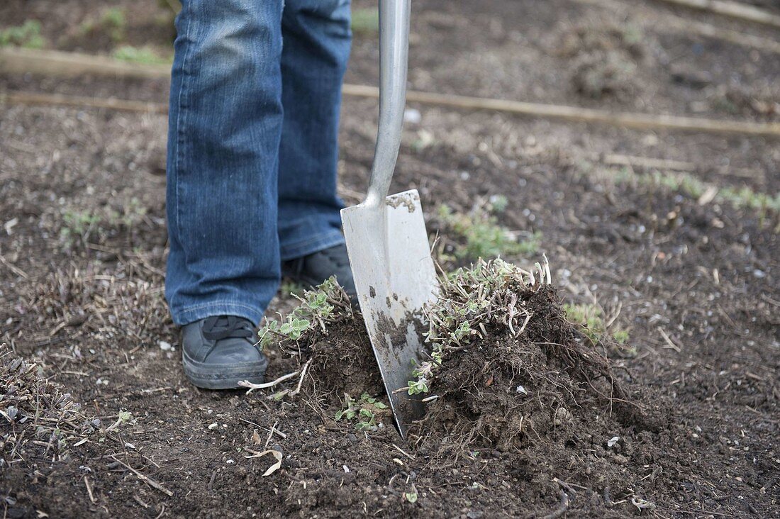 Woman dividing Nepeta fassenii 'Walker's Low' (Catmint) with spade