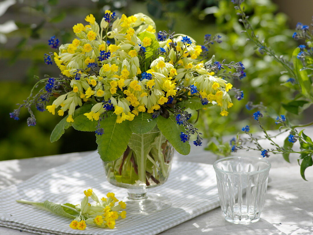 Gelb-blauer Frühlingsstrauß: Primula veris (Echte Schlüsselblume)