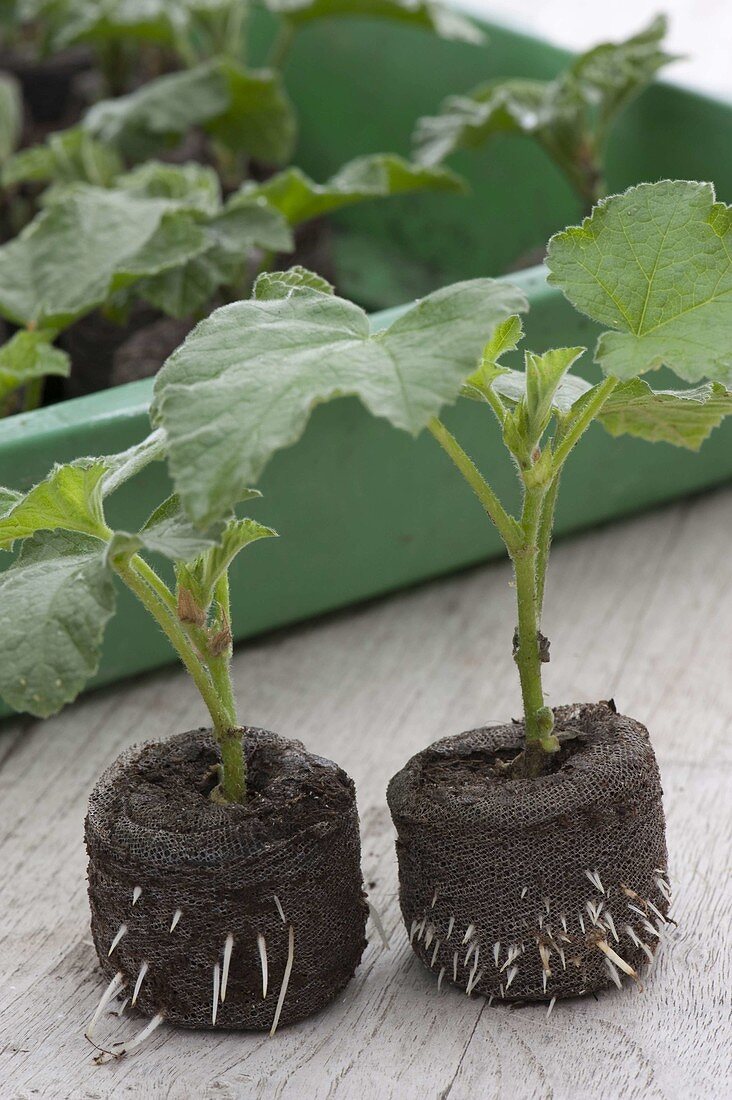 Cuttings of Lavatera Olbia 'Barnsley' (bush mallow) in peat pots