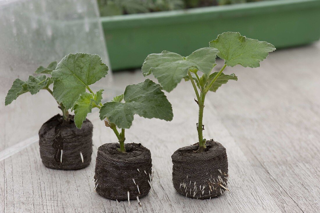 Cuttings of Lavatera olbia 'Barnsley' in peat pellets