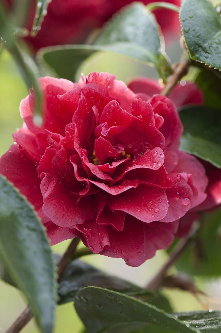 Camellia 'Kirin-No-Homare' (camellia)