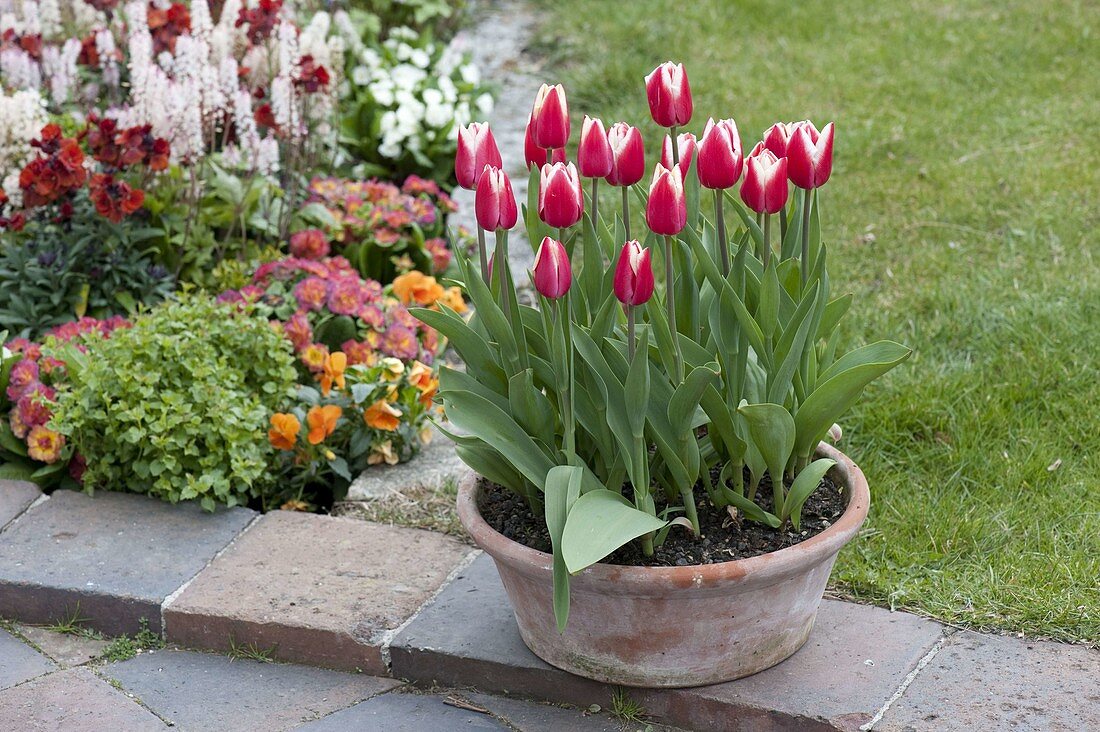 Tulipa 'Leen van der Mark' (tulips) in terracotta bowl