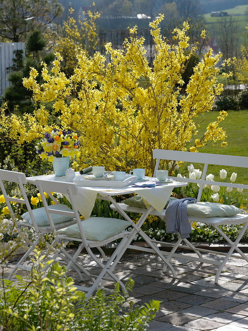 Frühlingsterrasse mit Forsythia (Goldglöckchen), Tulipa (Tulpen)