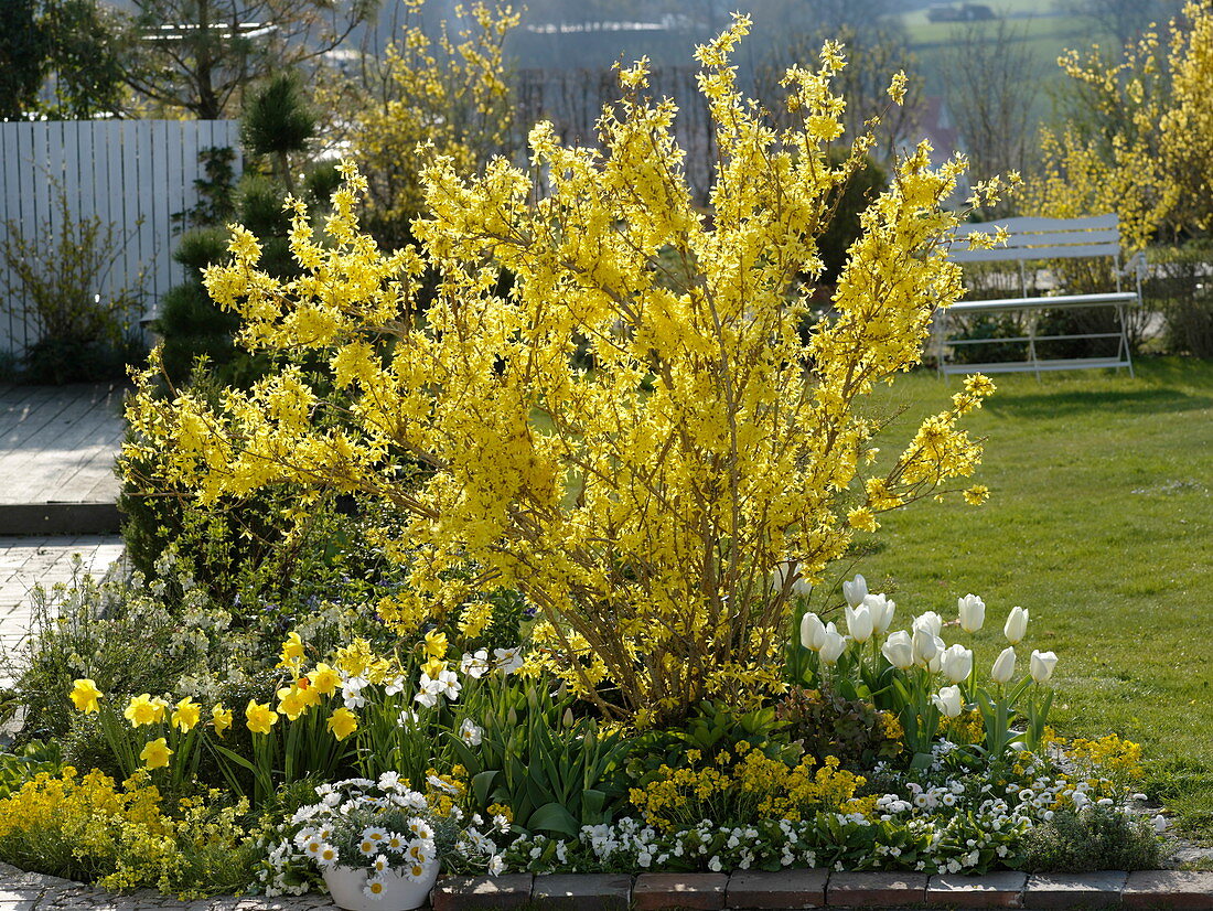 Terrace bed with Forsythia (Goldilocks), Tulipa (Tulips), Narcissus