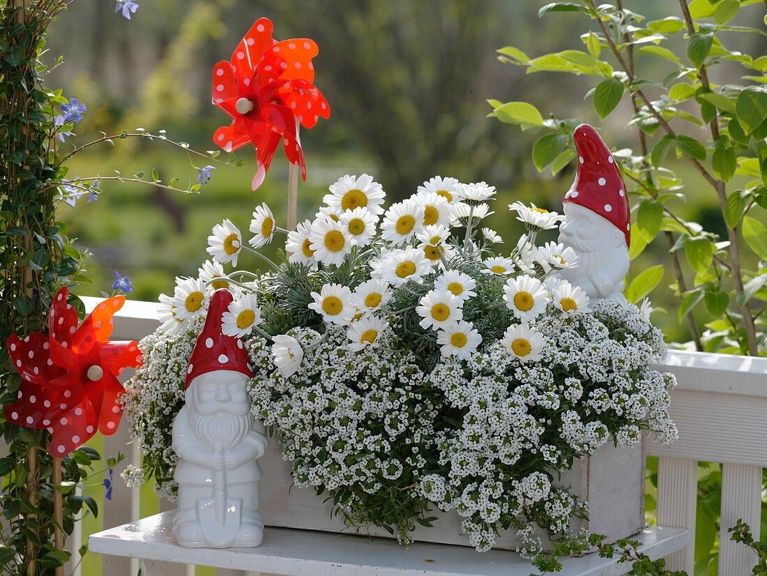 Leucanthemum hosmariense (daisies), Lobularia 'Snow Princess' (snow princess)