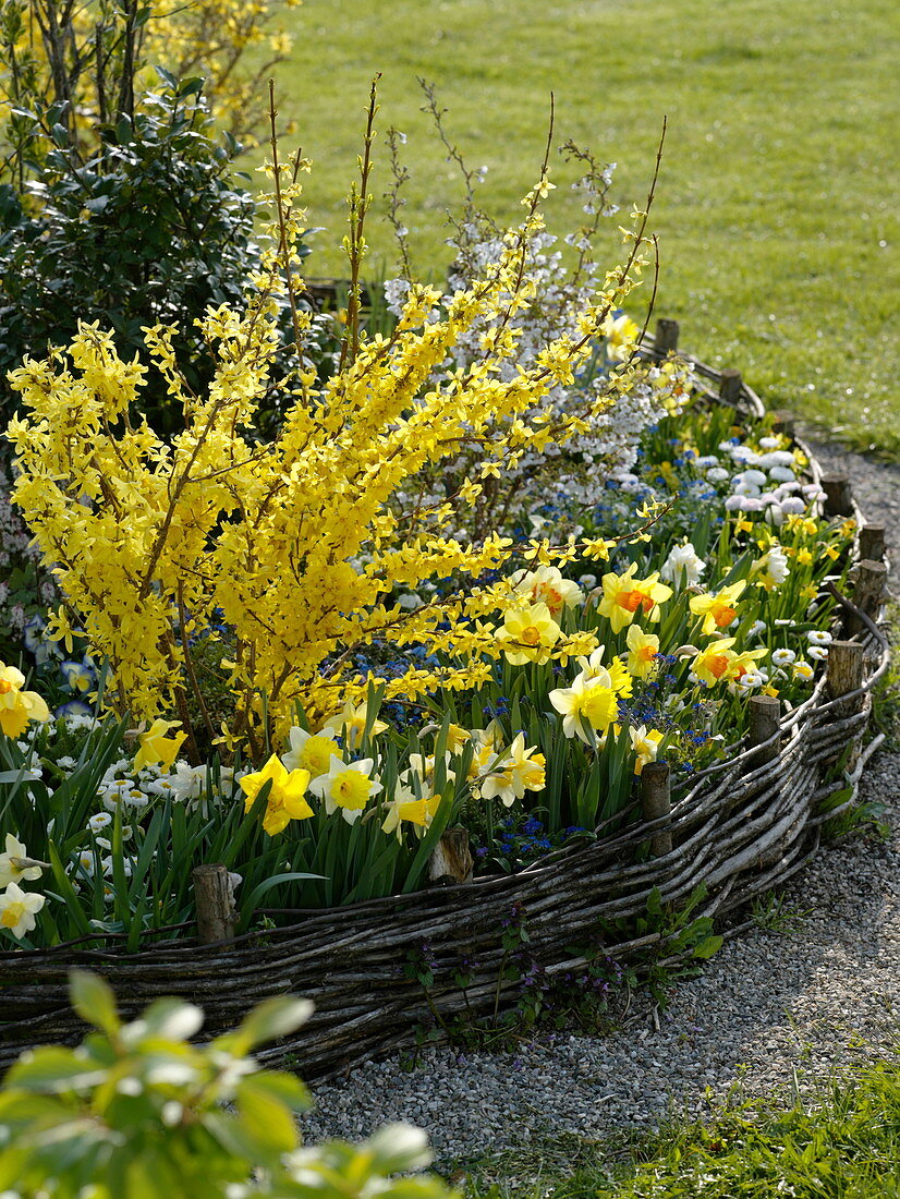 Forsythia, Narcissus, Bellis