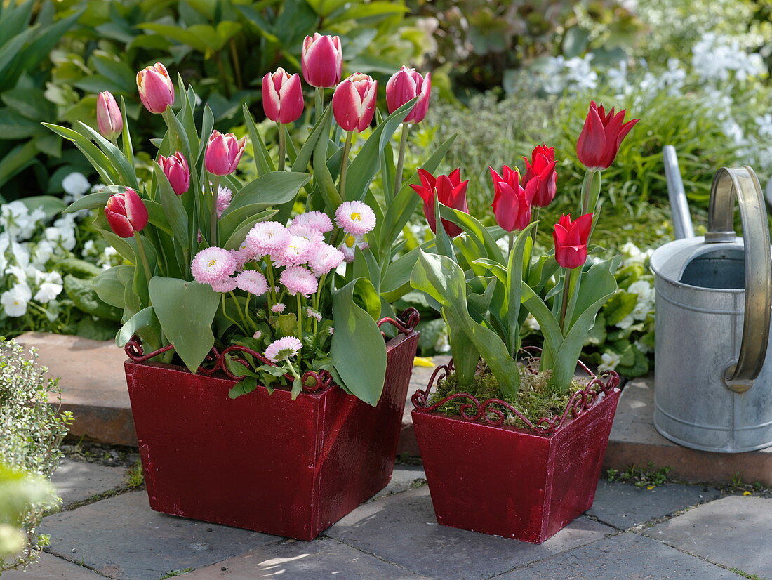 Tulipa (Tulpen) und Bellis (Tausendschön) in quadratischen roten Holztöpfen