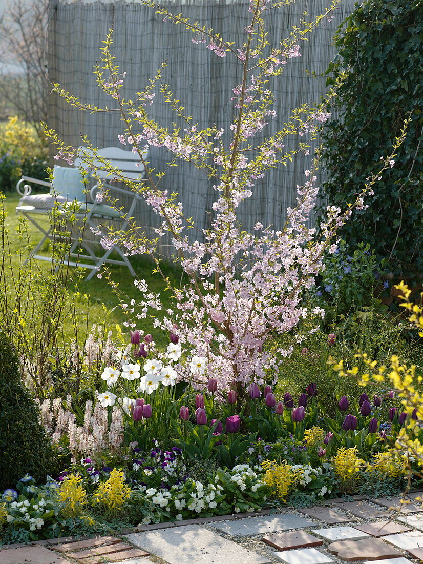 Prunus subhirtella 'Fukubana' (Japanische Zierkirsche), Tulipa (Tulpen)