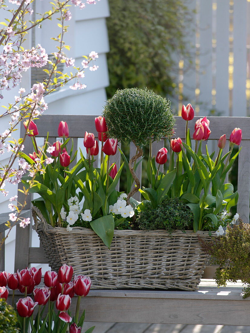 Spring flowering plants and herbs in basket box