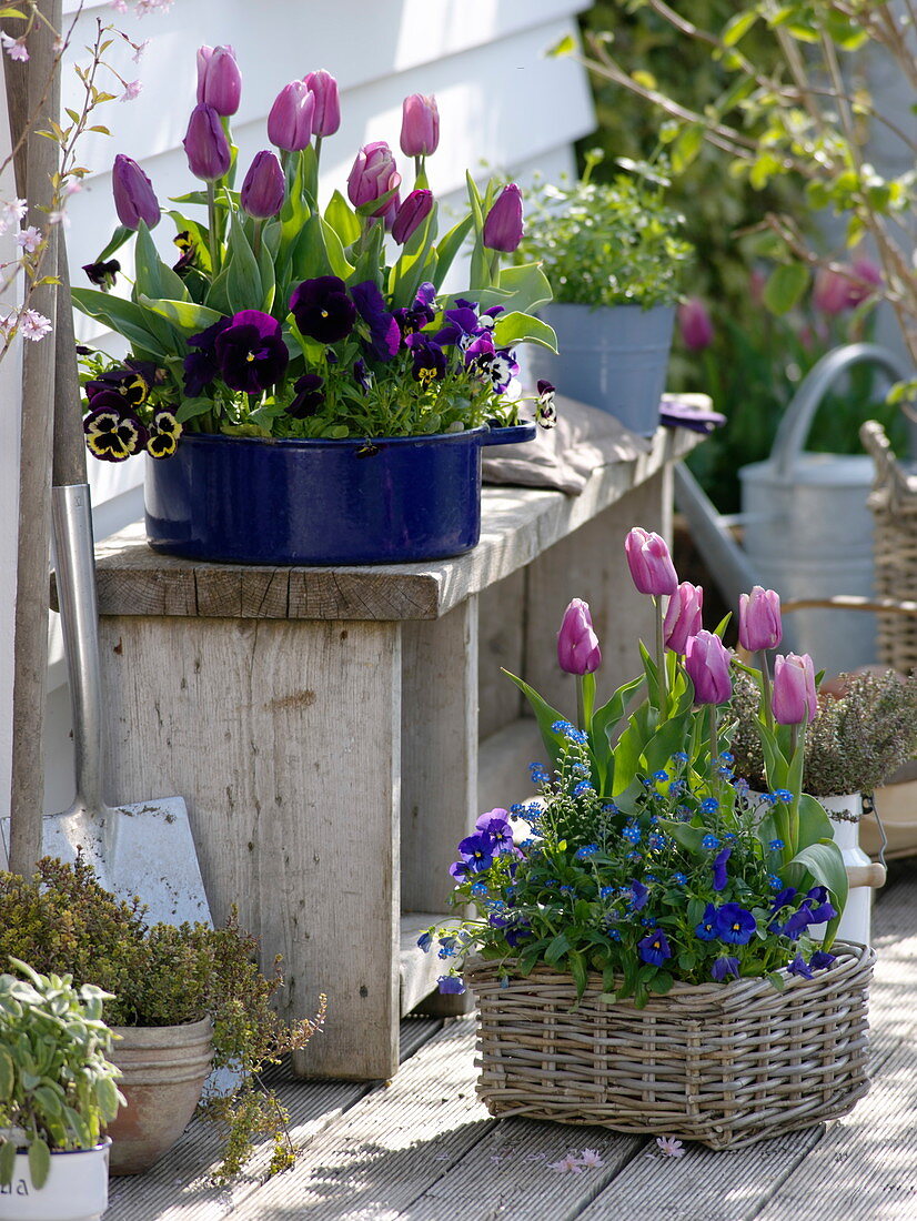 Tulipa 'Cum Laude' violett, 'Valentine' rosa-weiß (Tulpen), Viola