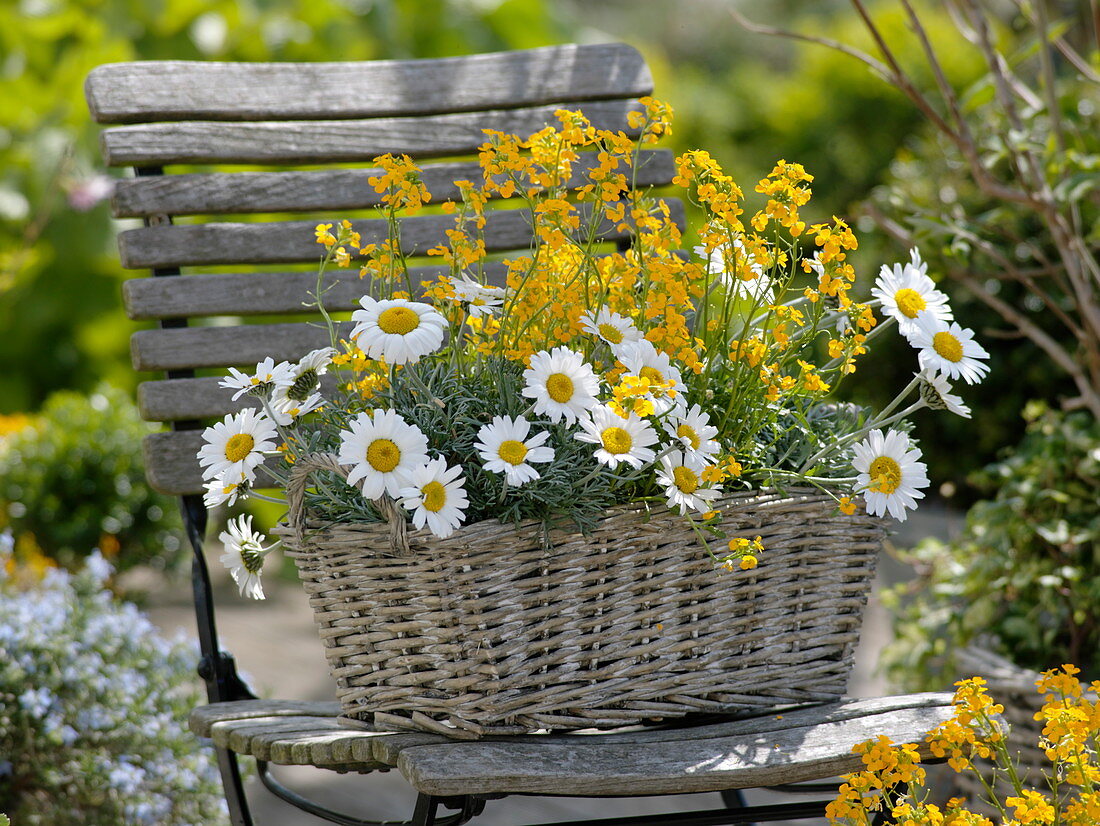 Leucanthemum hosmariense (Margeriten), Erysimum 'Oranger Zwerg'