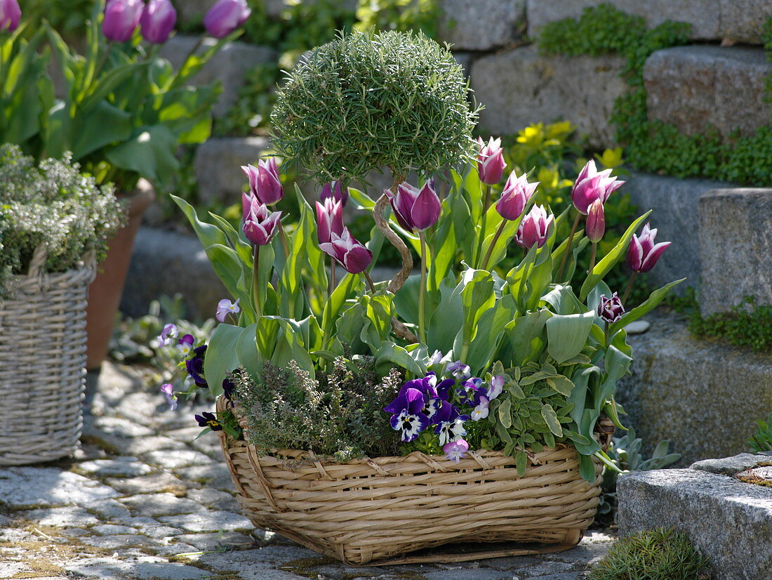 Spring basket with Tulipa 'Ballade' (Lily-flowered tulips), Rosmarinus