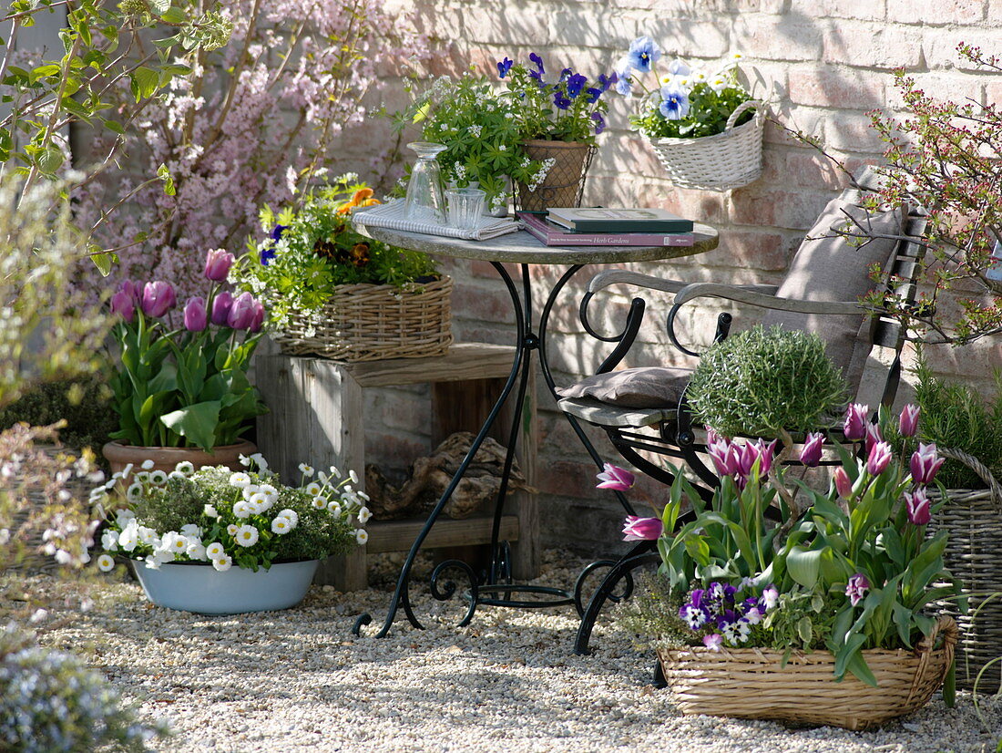 Spring terrace: Tulipa 'Ballade', 'Valentine' (tulips), Viola (stepmothers)