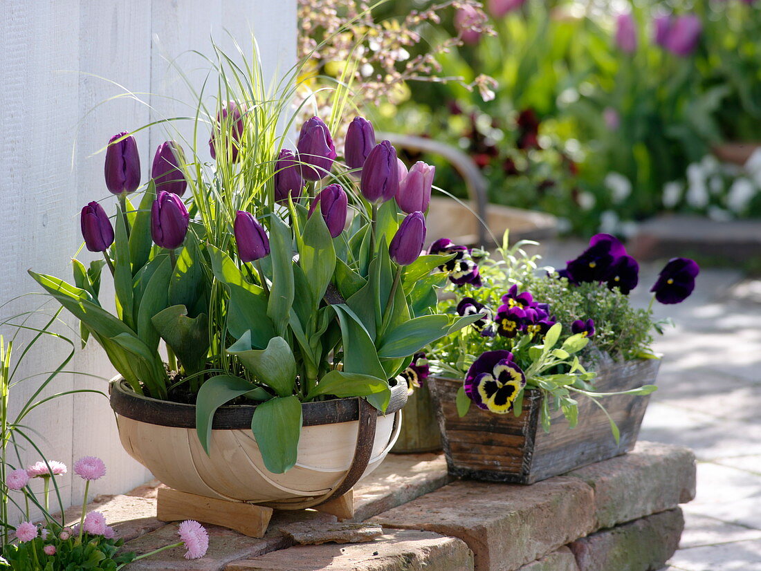 Tulipa 'Cum Laude' (Tulpen), Carex muskingumensis 'Silberstreif'