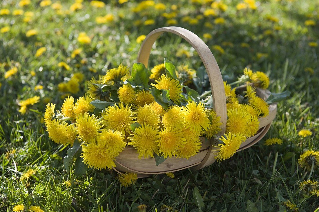 Korb mit frisch gepflückten Taraxacum (Löwenzahn)