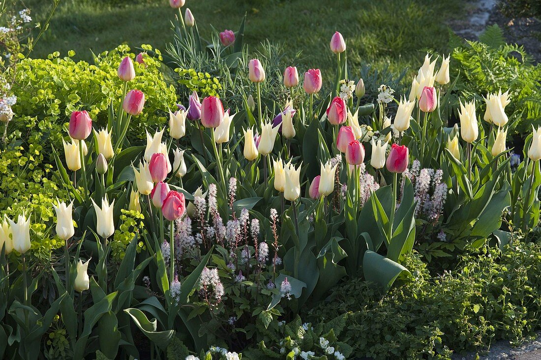 Tulipa 'White Imperator', 'Van Eijk' (tulips), Tiarella (foam flower)