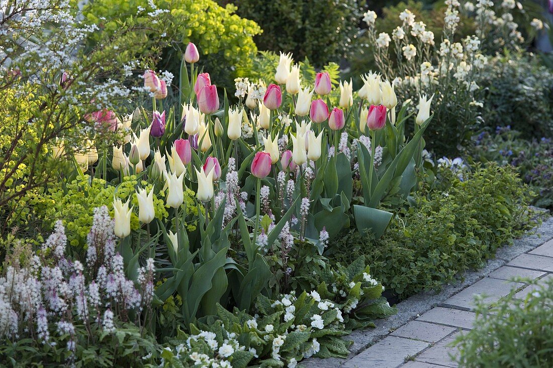 Tulipa 'White Imperator', 'Van Eijk' (tulips), Tiarella (foam flower)