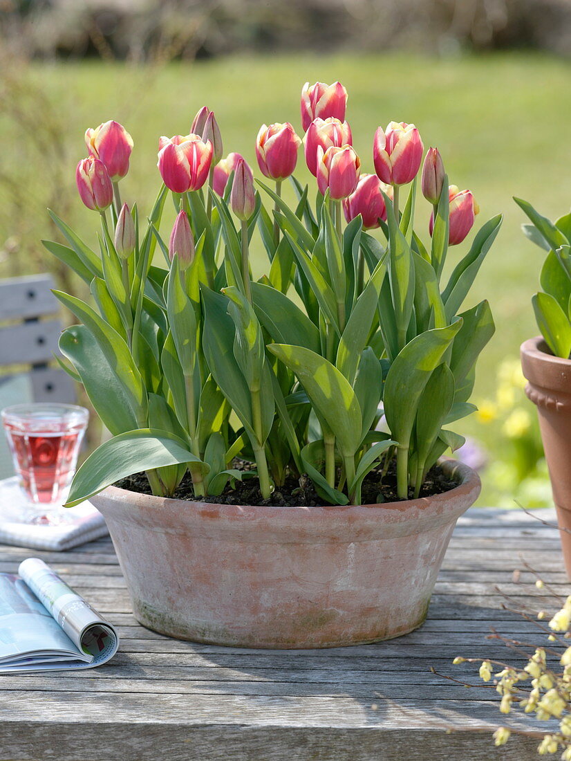 Tulipa 'Leen van der Mark' (Tulpen) in terracotta-schale