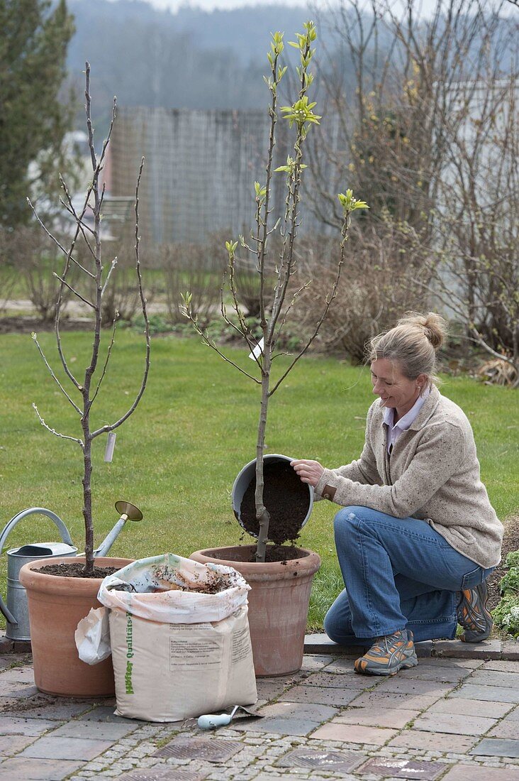 Planting and growing fruit trees in containers (3/8)