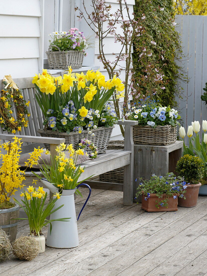 Frühlingsterrasse mit Forsythia 'Lynwood Gold' (Goldglöckchen), Narcissus