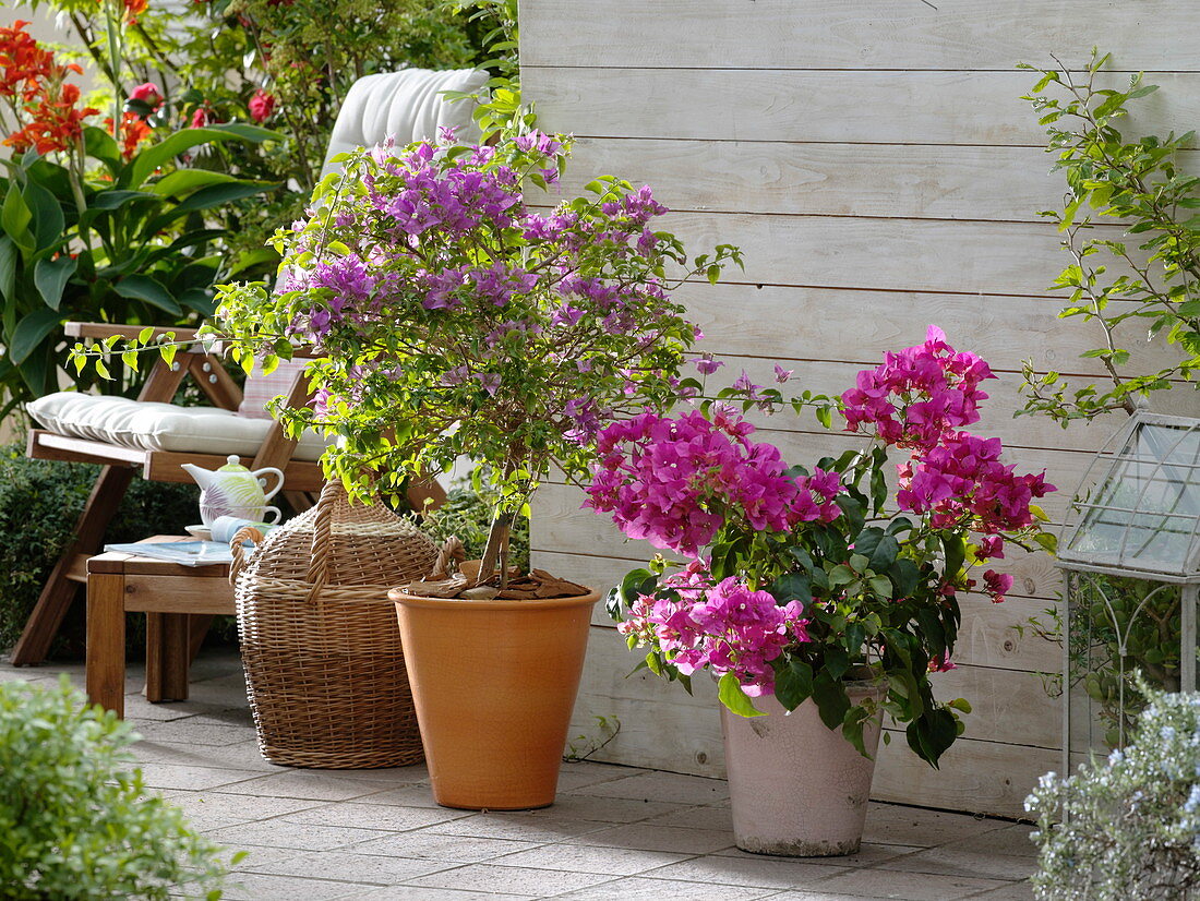Purple and pink bougainvillea, canna indica (Indian flower cane)