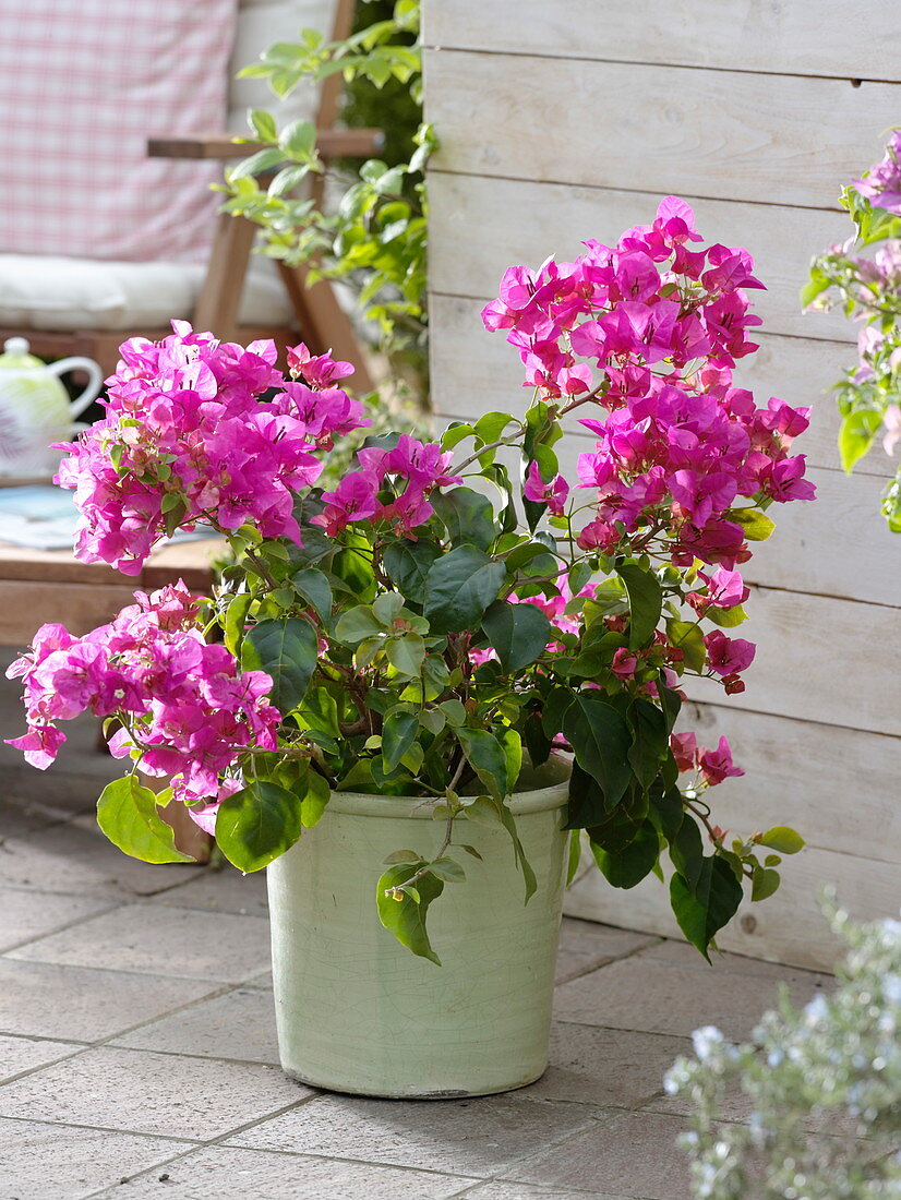 Bougainvillea Spectabilis 'Ametyst' auf Terrasse