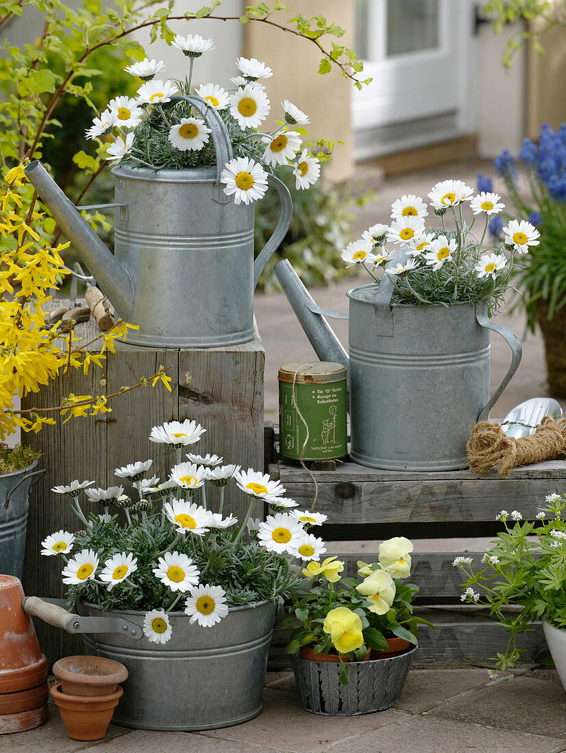 Leucanthemum hosmariense (spring marguerite) in tin cans