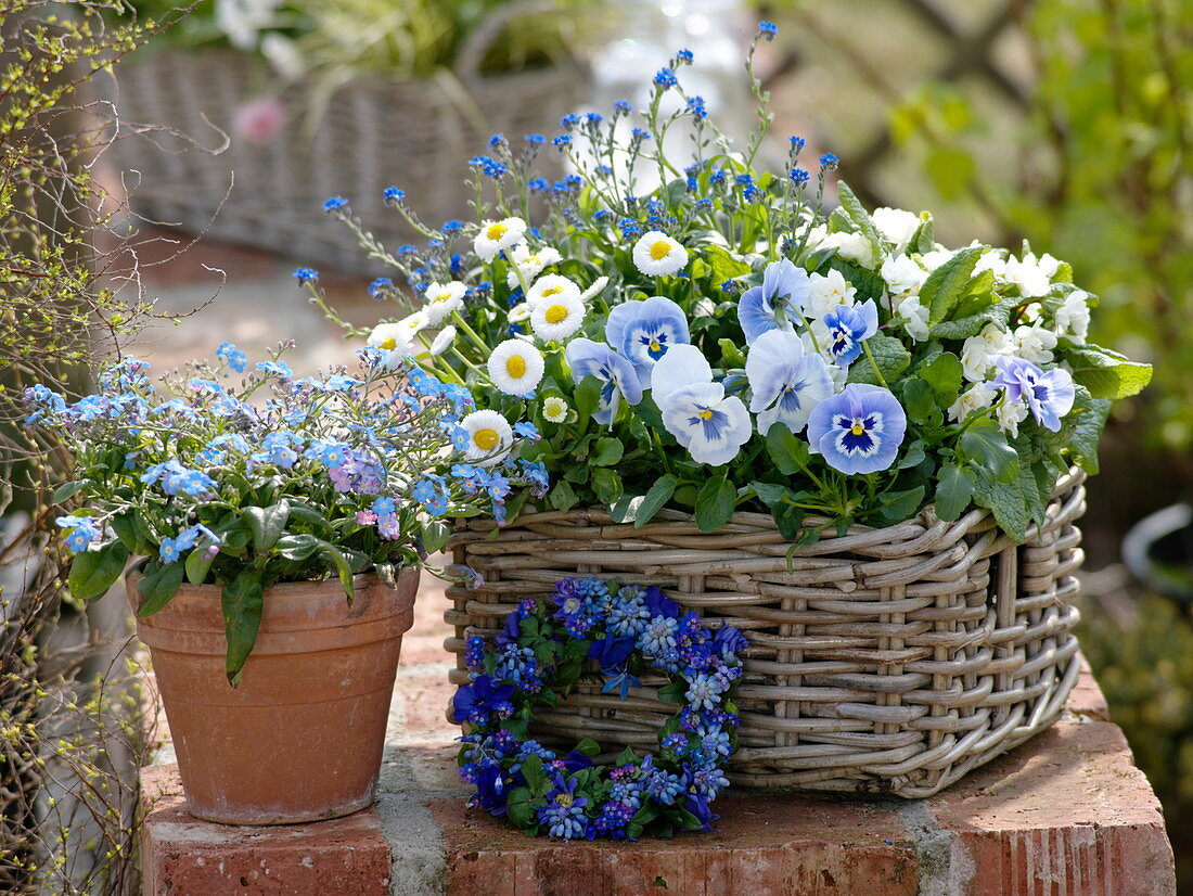 Blue and white spring basket : Viola wittrockiana 'Marina' (Pansy)
