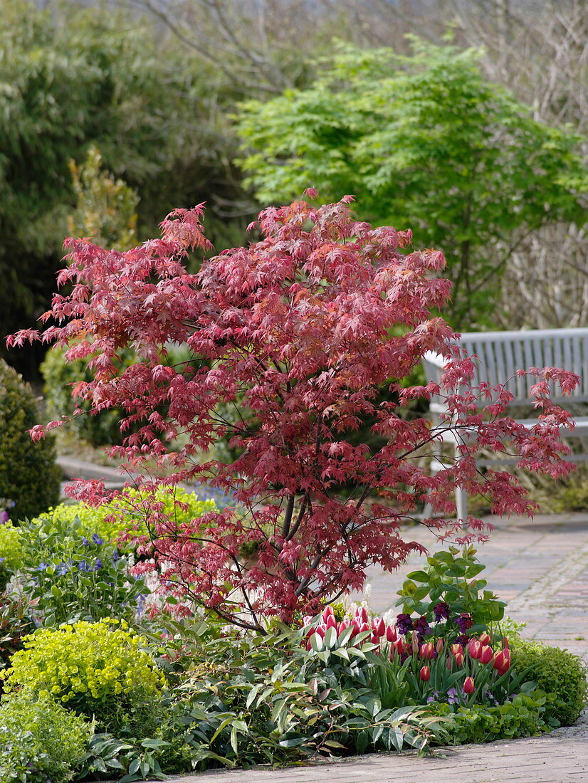 Acer palmatum 'Atropurpureum' (Roter Fächerahorn), Tulipa (Tulpen)