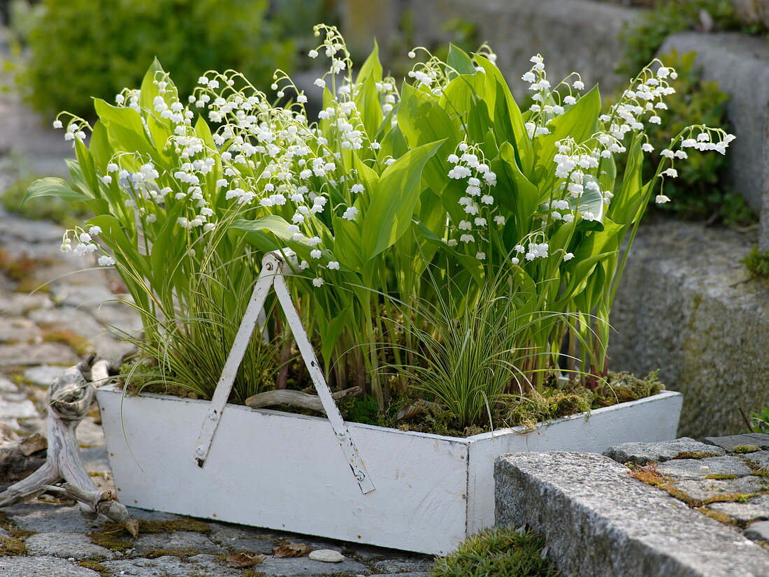 Convallaria majalis (Maiglöckchen) und Carex brunnea 'Variegata' (Segge)