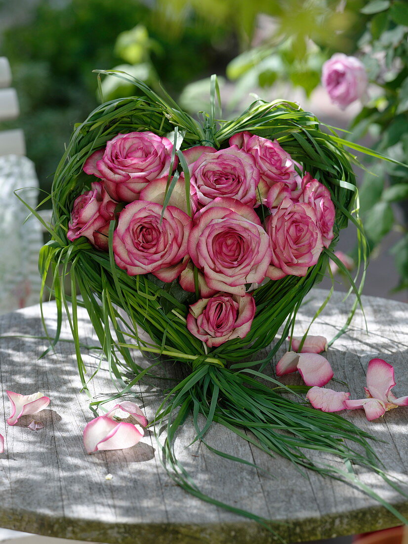 Rosa 'Variance' (Edelrosen) Weiß mit Pinkem Rand in Gras-Herz