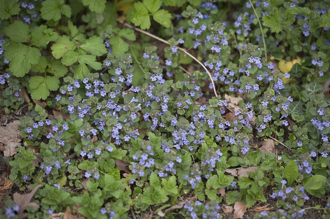 Glechoma hederacea (Ground ivy)