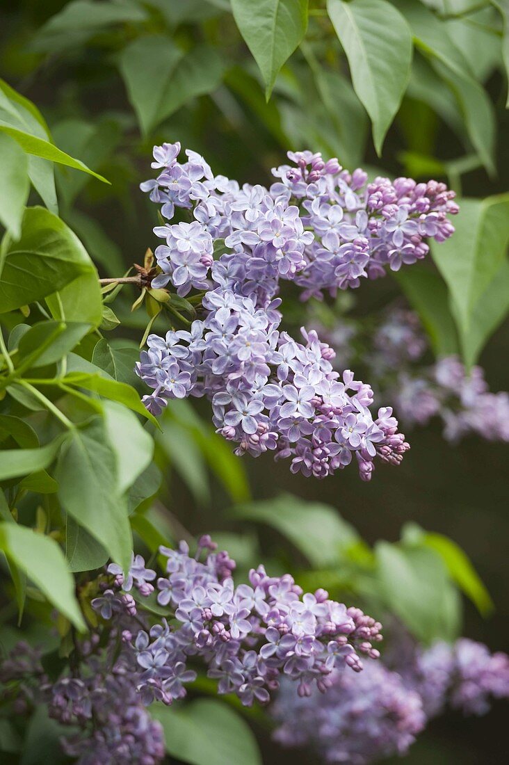 Syringa vulgaris 'President Lincoln' (Flieder)