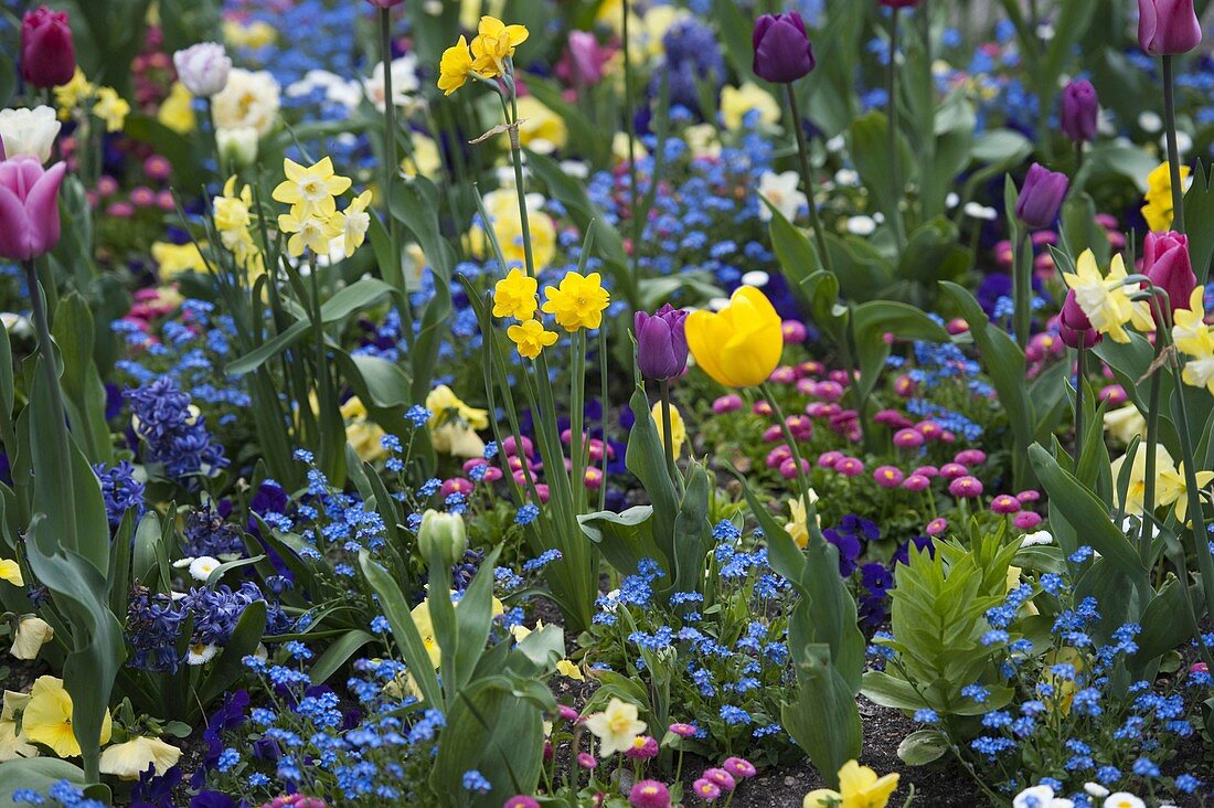 Bunte Frühlingsblumenwiese