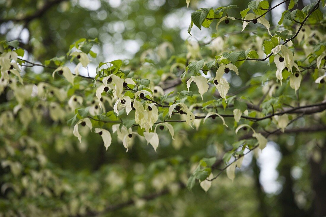 Davidia involucrata (handkerchief tree)