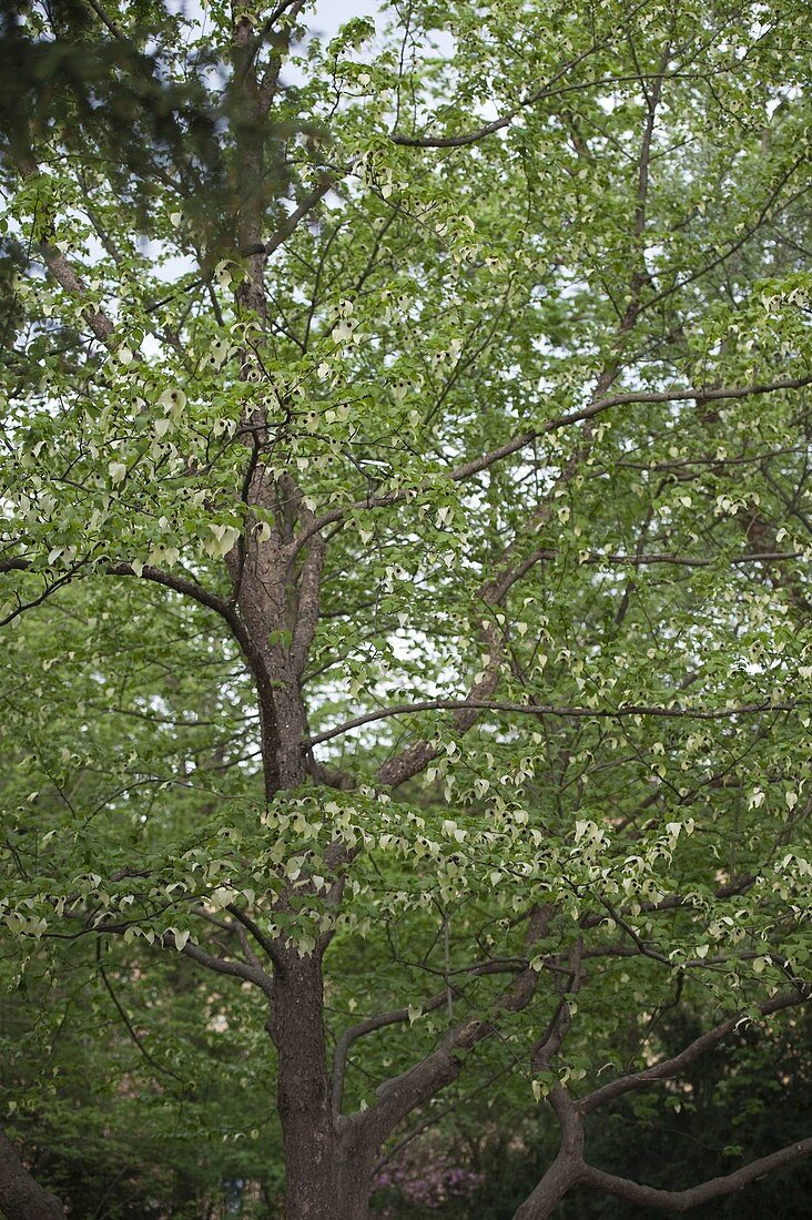 Davidia involucrata (Handkerchief tree)