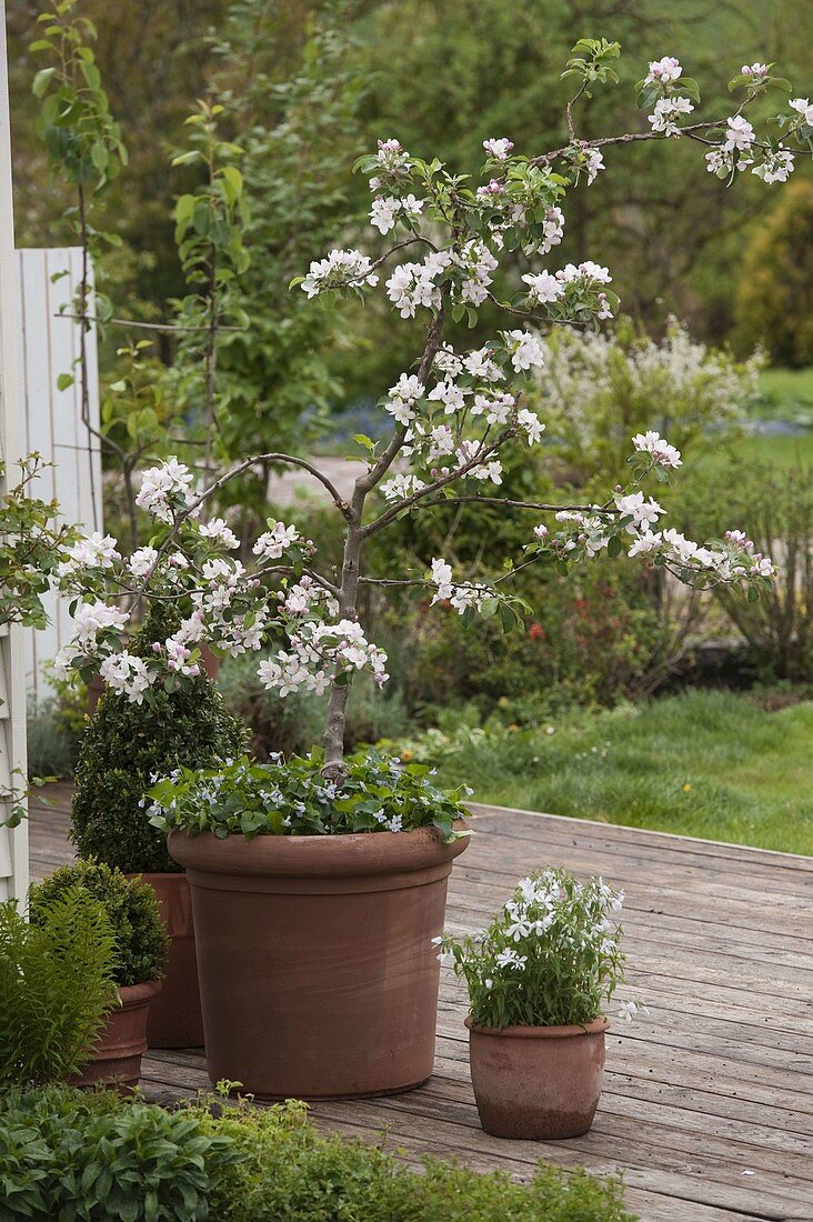 Malus 'Raika' (Apfelbaum) unterpflanzt mit Viola sororia 'Freckels'