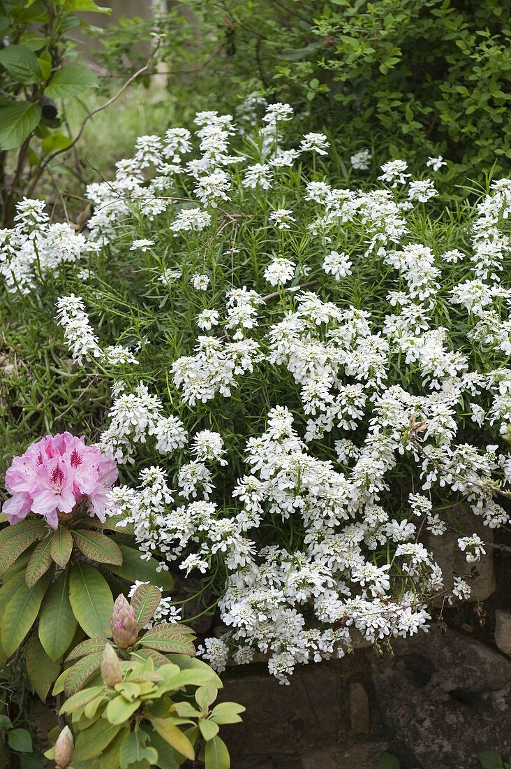 Iberis (Creeping Flower), Rhododendron (Alpenrose)