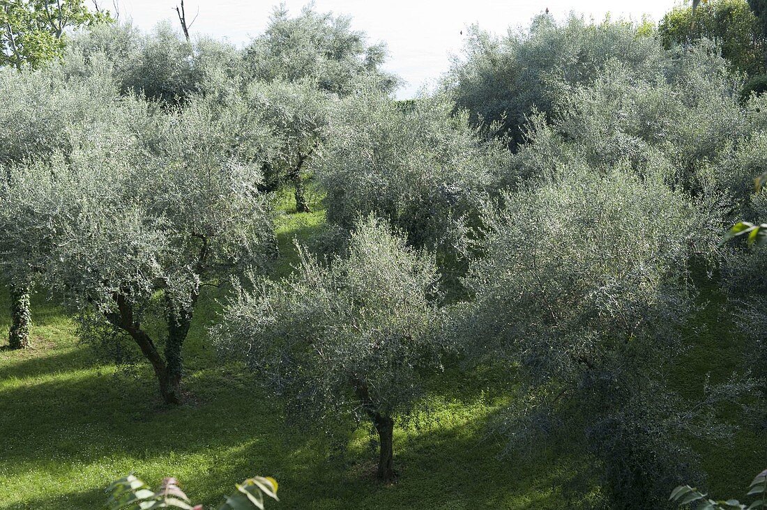 Olivenbäume (Olea europaea) am Gardasee