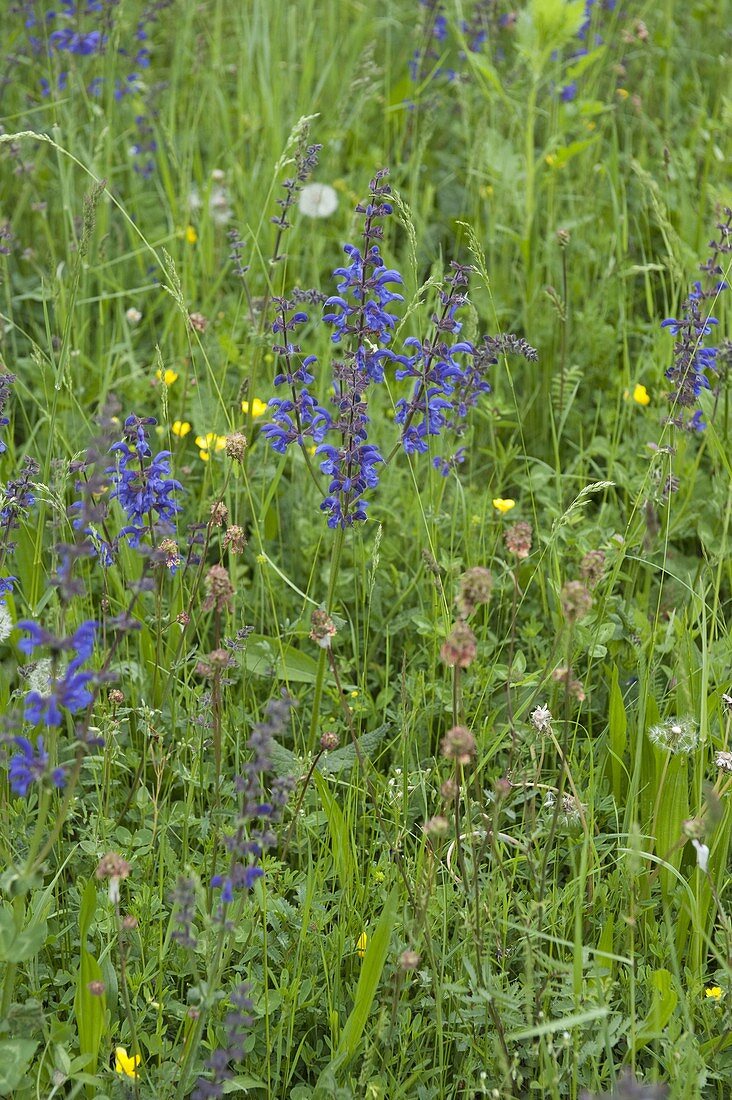 Flower meadow with meadow sage (Salvia pratensis)