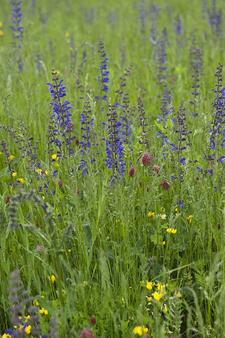 Blumenwiese mit Wiesensalbei (Salvia pratensis)