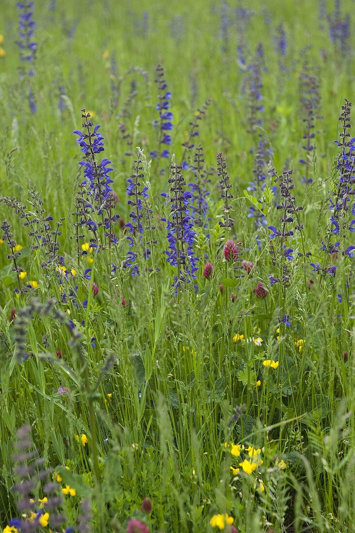 Flowering meadow with meadow sage (Salvia pratensis)