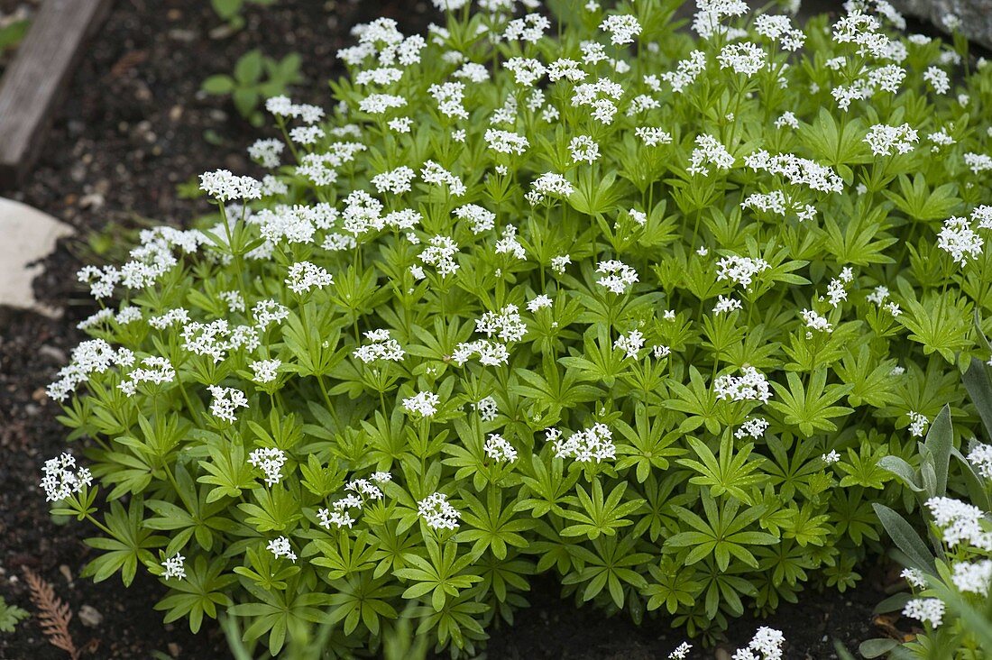 Galium odoratum (Woodruff) flowering