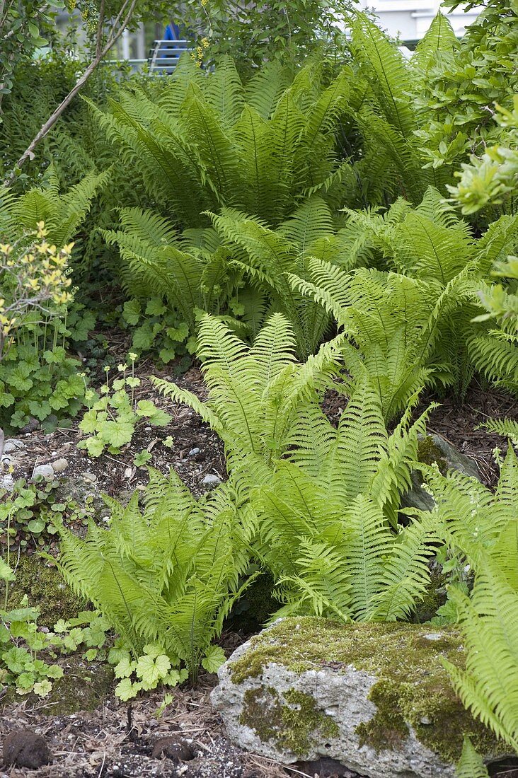 Shade bed with Matteuccia struthiopteris (Bouquet fern)