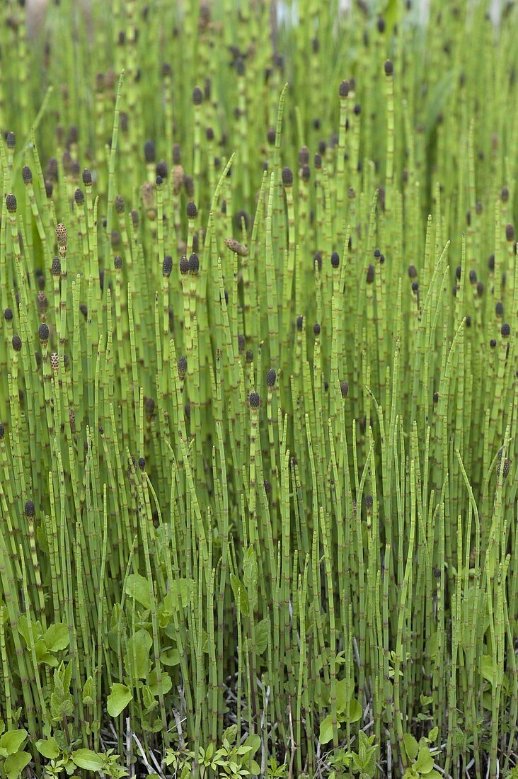 Equisetum fluviatile (Teich-Schachtelhalm, Schlamm-Schachtelhalm)