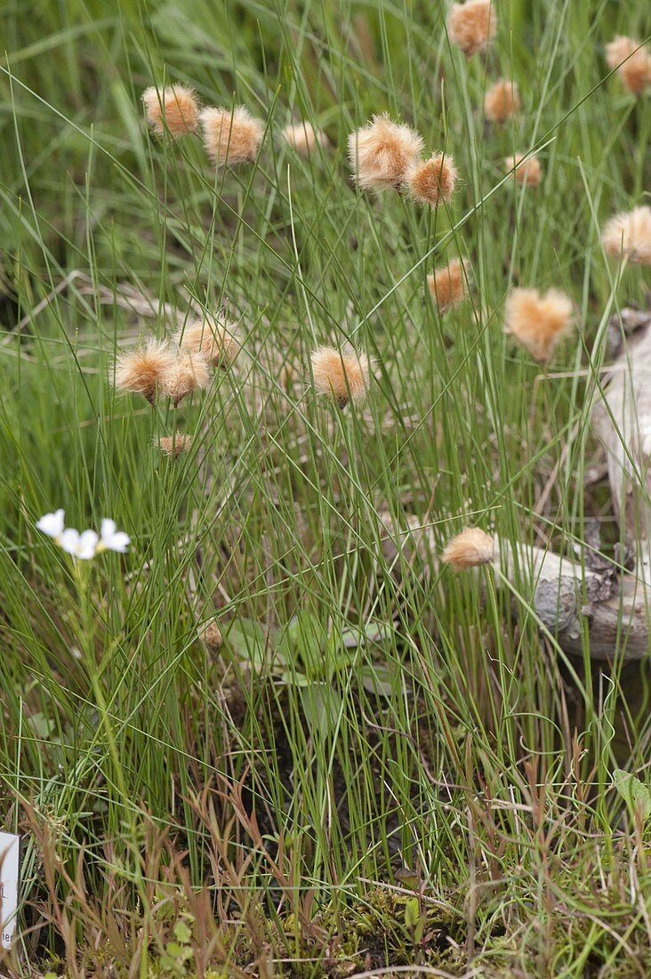 Eriophorum russeolum (Red cotton grass)