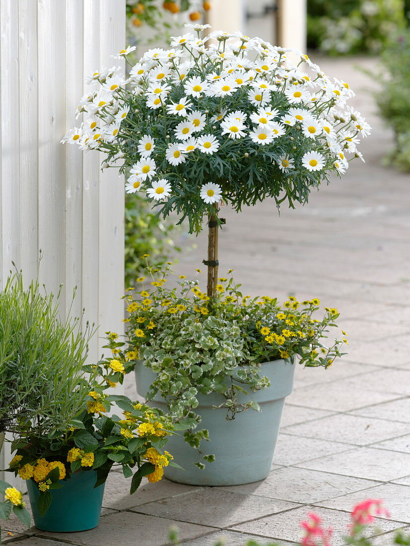 Argyranthemum 'Stella 2000' (Margerite) Stamm unterpflanzt mit Sanvitalia